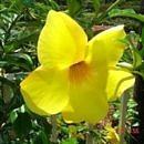 allamanda_cathartica