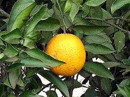 Laranja - Citrus sinensis - Jardineiro.net