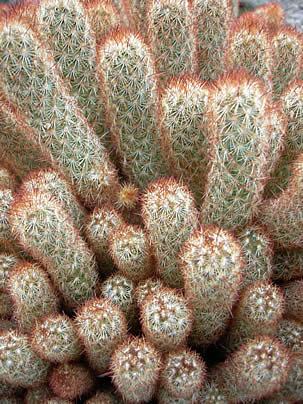 Dedo-de-dama - Mammillaria elongata - Jardineiro.net