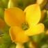Amarelo Amarelo