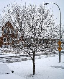 Árvore caduca sob neve Árvore caduca sob neve