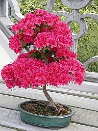 Bonsai Bonsai