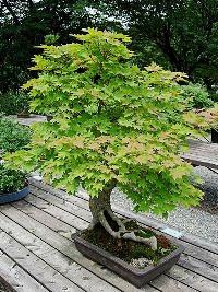 Bonsai Bonsai