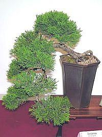 Bonsai Bonsai