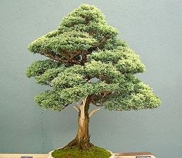 Bonsai Bonsai