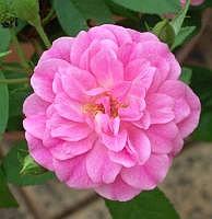 Rosa China Doll Rosa China Doll