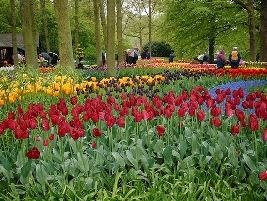Jardim de Tulipas Coloridas Jardim de Tulipas