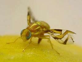 Mosca-das-frutas Mosca-das-frutas