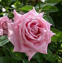 Rosa Rosa