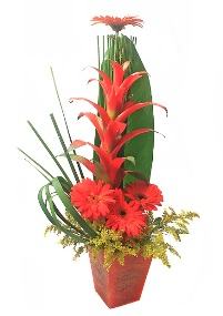 Arranjo Tropical Arranjo Tropical