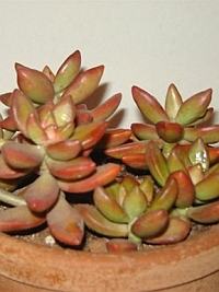 suculenta suculenta