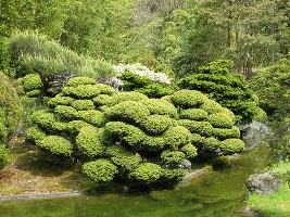 Topiaria em Jardim Oriental Topiaria em Jardim Oriental