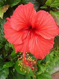 Hibisco Hibisco