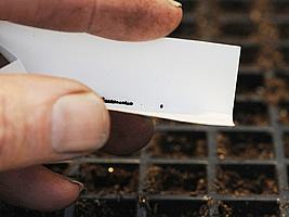 Sementeira Sementeira
