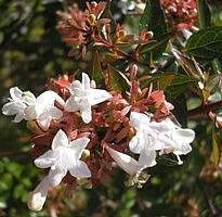 Plantas de A a Z por Nome Popular 4 abelia x grandiflora