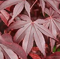 Plantas de A a Z por Nome Popular 51 acer palmatum