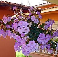 achimenes grandiflora