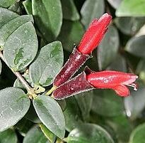 aeschynanthus radicans