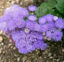 Plantas de A a Z por Nome Popular 29 ageratum houstonianum