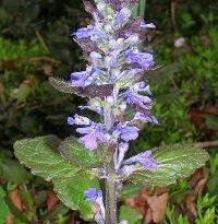 Plantas de A a Z por Nome Popular 36 ajuga reptans