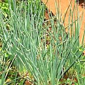 24 hortaliças para plantar no Outono 8 allium fistulosum