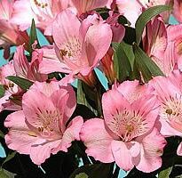 Plantas de A a Z por Nome Popular 49 alstroemeria hybrida