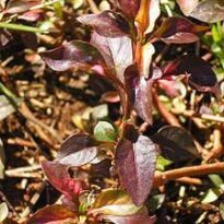 alternanthera ficoidea