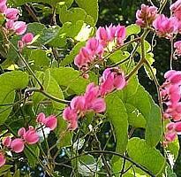 Plantas de A a Z por Nome Popular 7 antigonon leptopus