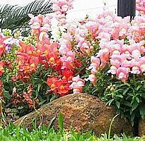 Plantas de A a Z por Nome Popular 48 antirrhinum majus