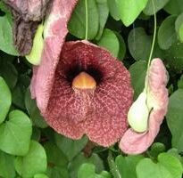 aristolochia gigantea