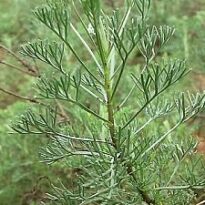artemisia camphorata