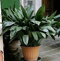 Plantas de A a Z por Nome Popular 44 aspidistra elatior