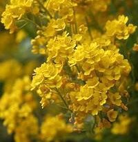 Plantas de A a Z por Nome Popular 30 aurinia saxatilis