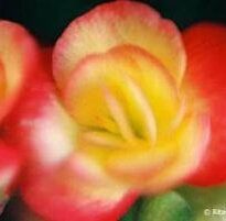 Plantas de A a Z por Nome Popular 28 begonia elatior