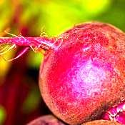 24 hortaliças para plantar no Outono 7 beta vulgaris esculenta