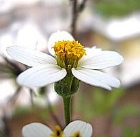 bidens pilosa