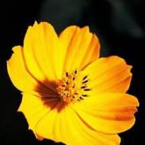 bidens sulphurea