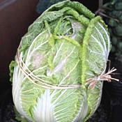 24 hortaliças para plantar no Outono 12 brassica rapa pekinensis