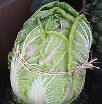 brassica rapa pekinensis