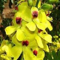 caesalpinia echinata