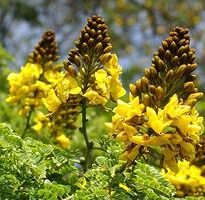Plantas de A a Z por Nome Popular 26 caesalpinia peltophoroides