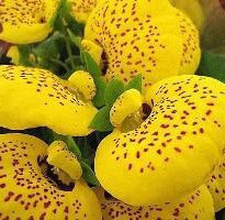 calceolaria x herbeohybrida