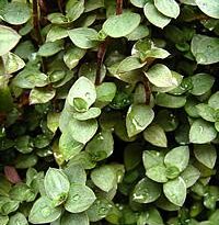 callisia repens