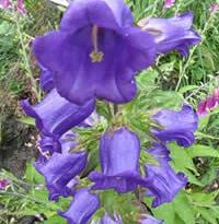 campanula medium