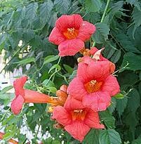 campsis grandiflora