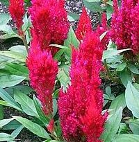 celosia argentea