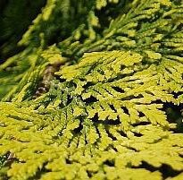 Plantas de A a Z por Nome Popular 57 chamaecyparis obtusa cripssii