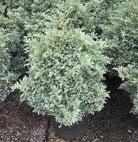 Plantas de A a Z por Nome Popular 55 chamaecyparis pisifera