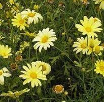 chrysanthemum frutescens