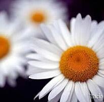 chrysanthemum leucanthemum